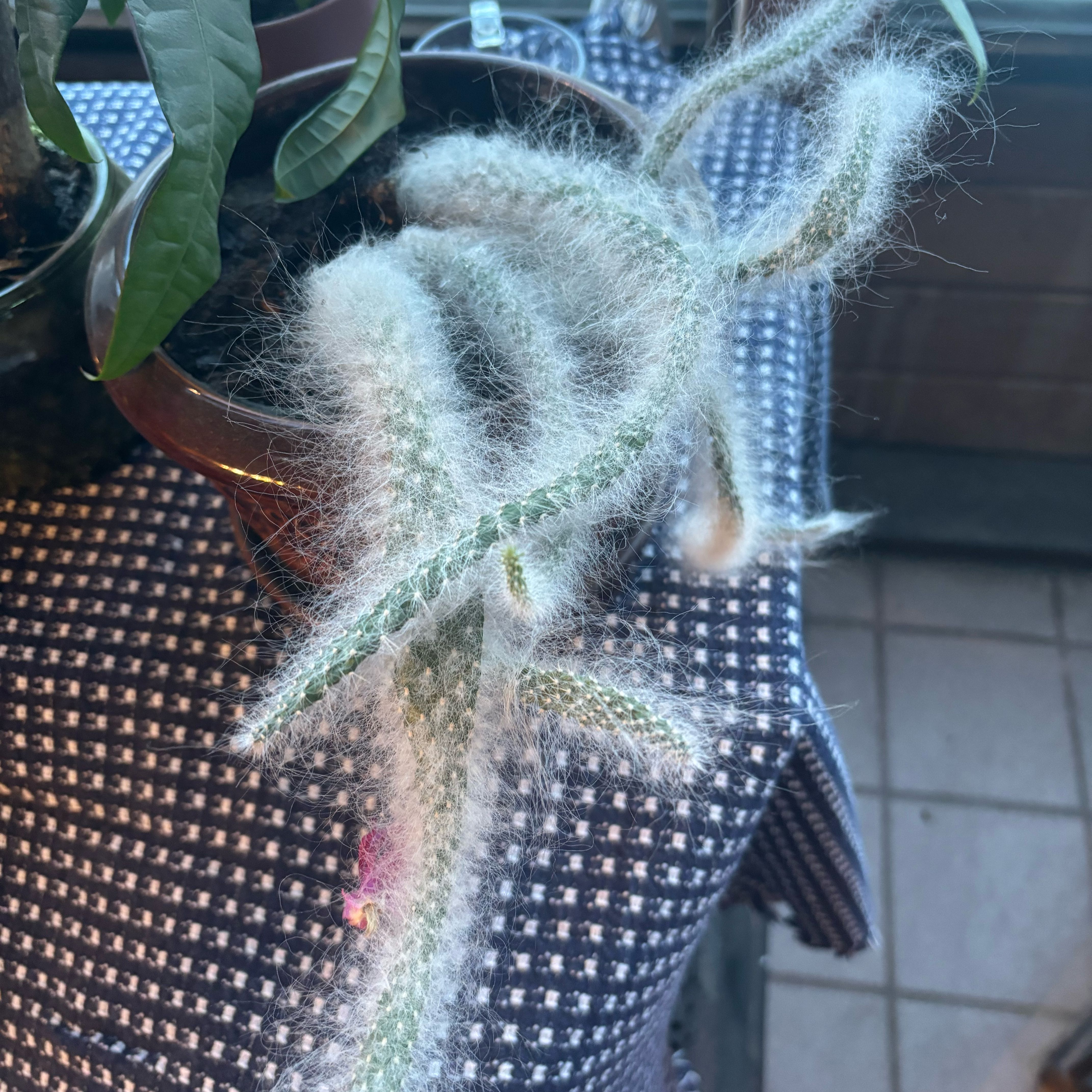 Snow Prickly Pear plant with fuzzy stems in a pot on a checkered cloth.