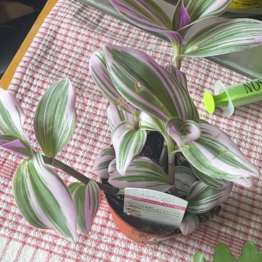 Photo of the plant species (smooth form) - 'Lilac' by @GoldShyleaf named Queenie on Greg, the plant care app