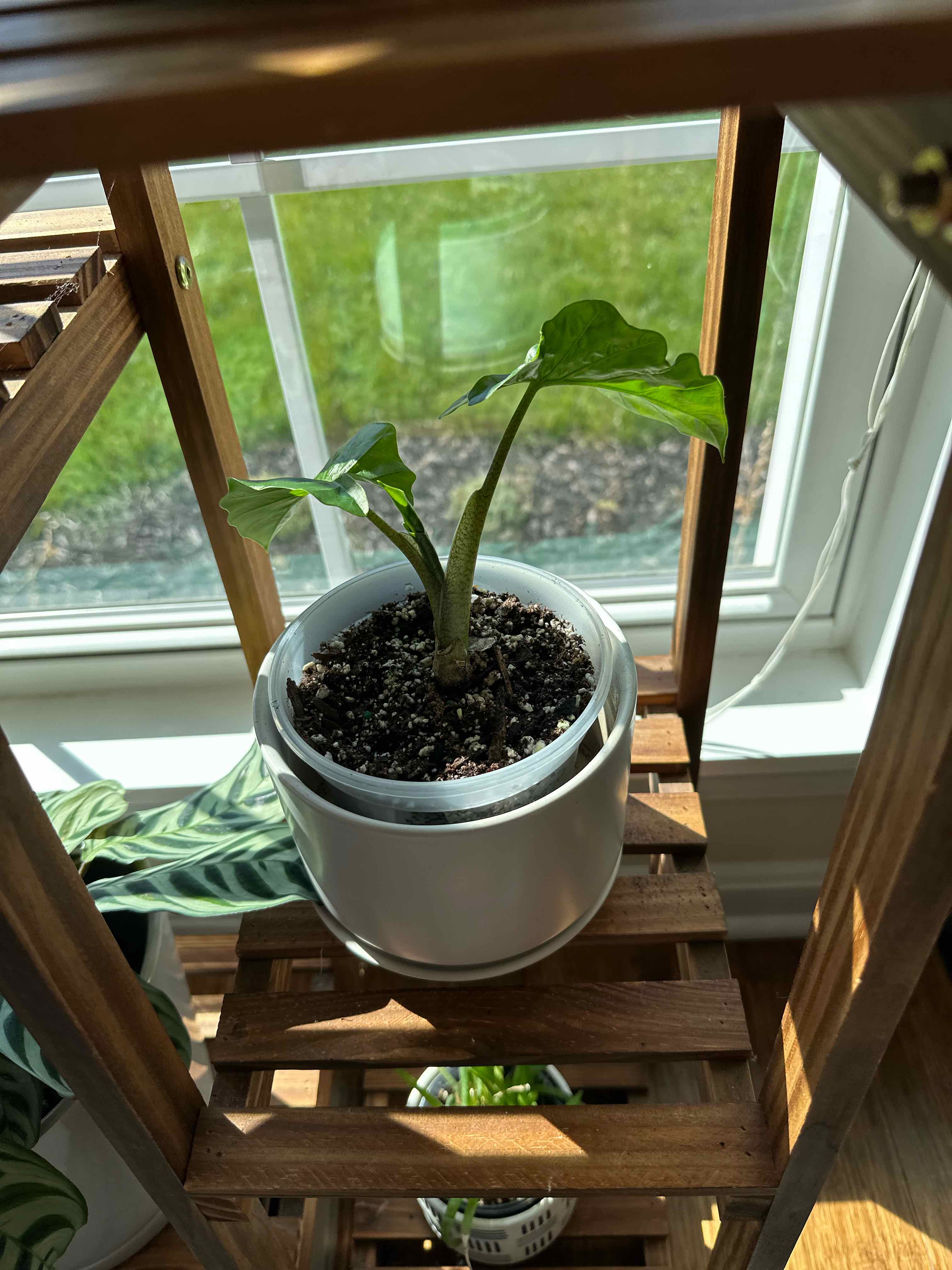 Alocasia 'Low Rider' plant in a white pot on a wooden shelf near a window.
