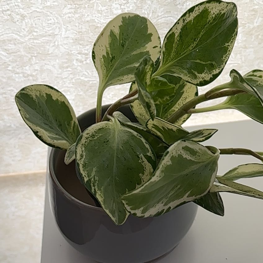 Golden Gate Peperomia plant in a pot with variegated green and cream leaves.