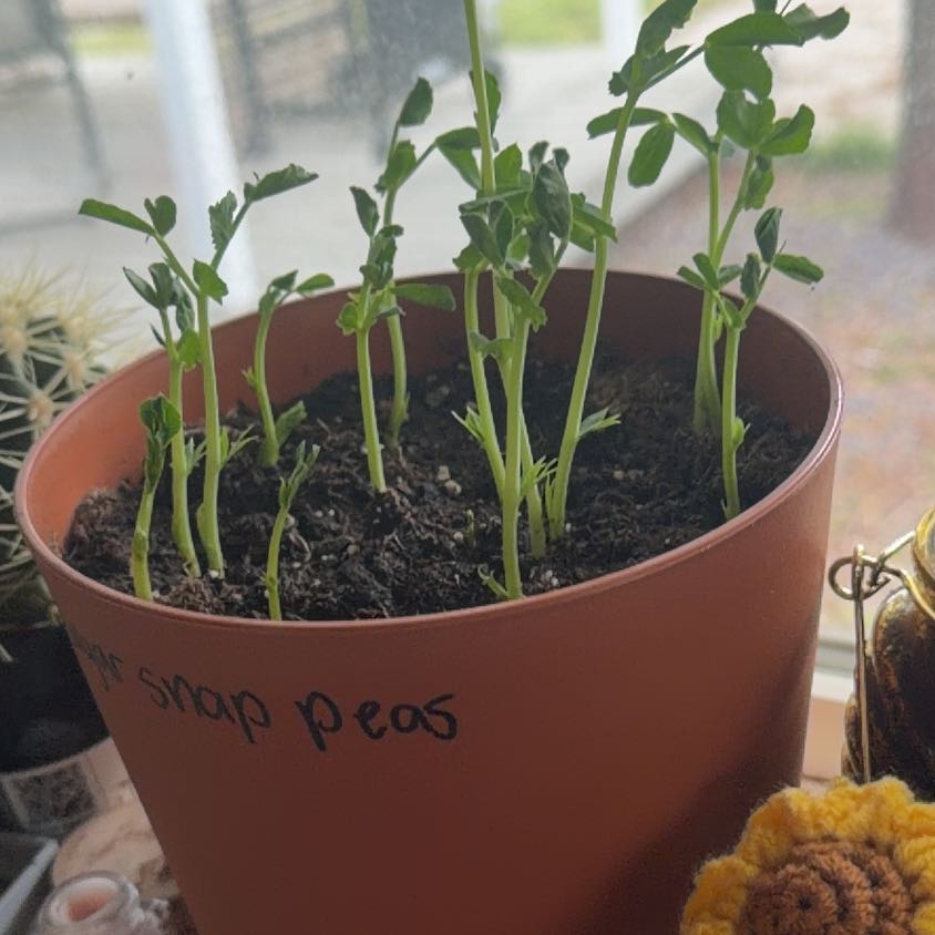 Photo of the plant species Sugar Snap Peas by @PlayfulHardpine named Darwin on Greg, the plant care app