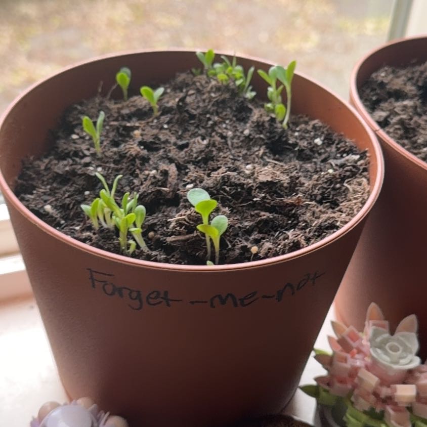 Photo of the plant species Rosa 'Forget Me Not' by @PlayfulHardpine named Huckleberry Fern on Greg, the plant care app