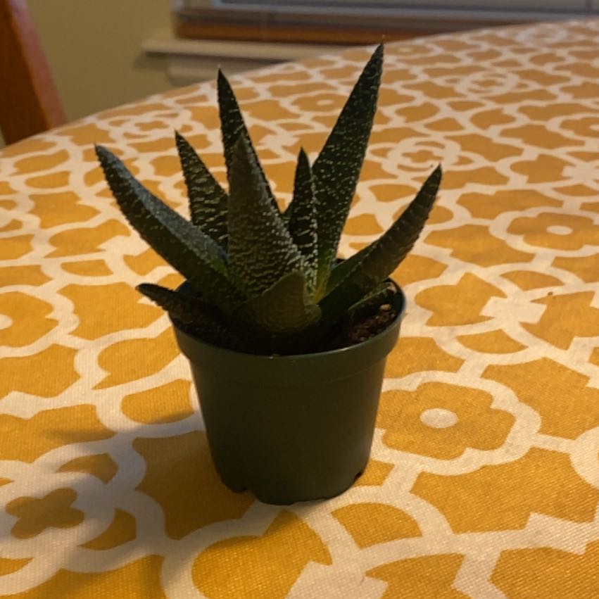 Photo of the plant species Aloe Vera by @HandyGreenalder named Khaleesi on Greg, the plant care app