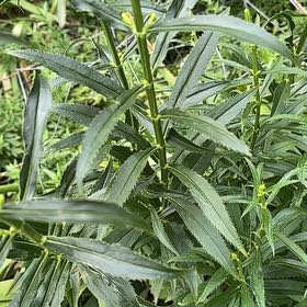 Photo of the plant species Obedient Plant by @VastMojitomint named Tolkien on Greg, the plant care app