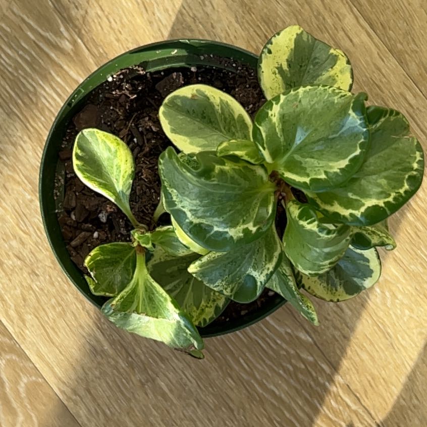 Golden Gate Peperomia plant in a pot with vibrant green and yellow variegated leaves.