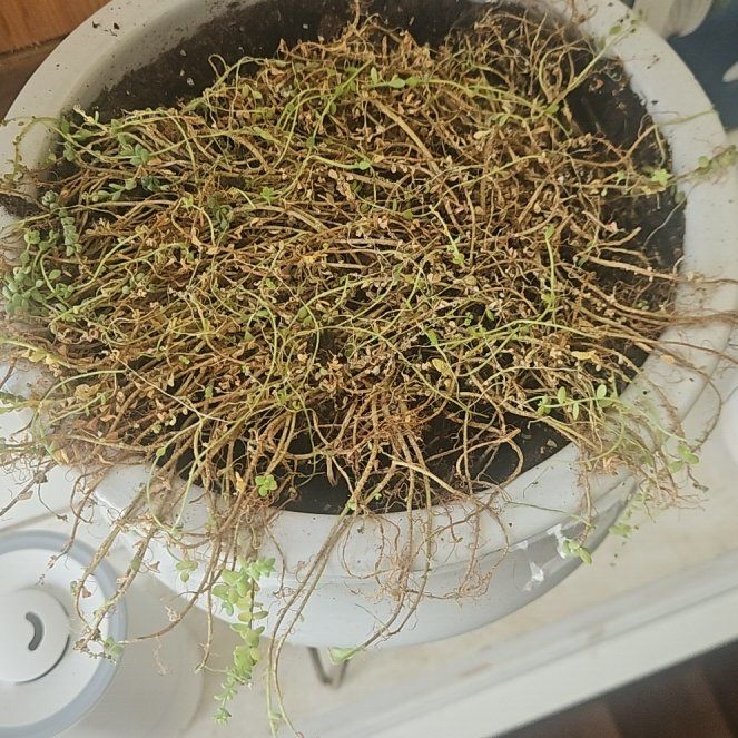 Photo of the plant species Blue Tears Sedum by @ExoticBlackhoya named Kesha on Greg, the plant care app