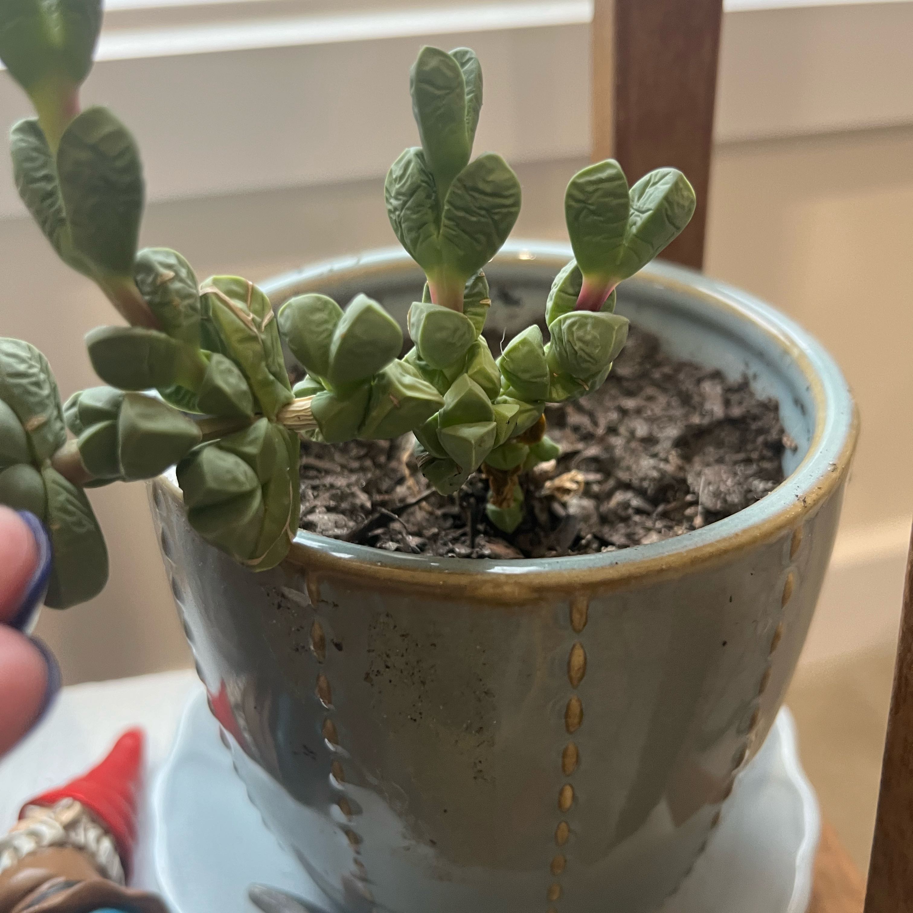 Potted Astridia velutina succulent with thick green leaves and visible soil.