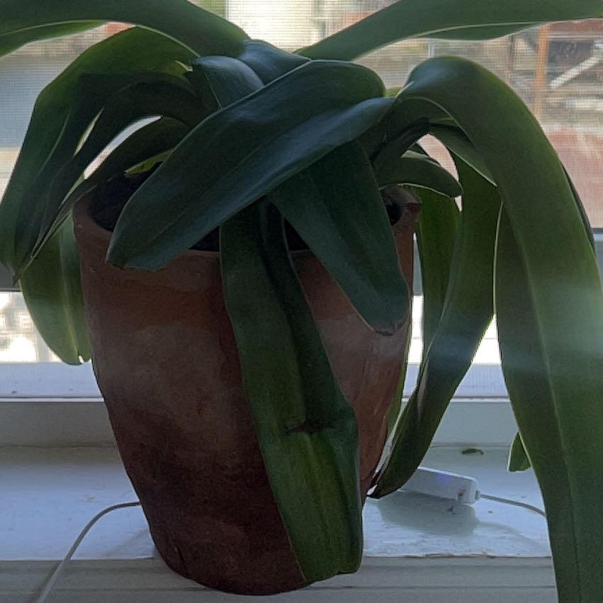 Photo of the plant species Paphiopedilum American Hybrid by @KingsizedTule named Zion on Greg, the plant care app