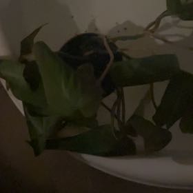 Photo of the plant species Velvet Leaf Philodendron by @DiamondBuddy named Aria on Greg, the plant care app