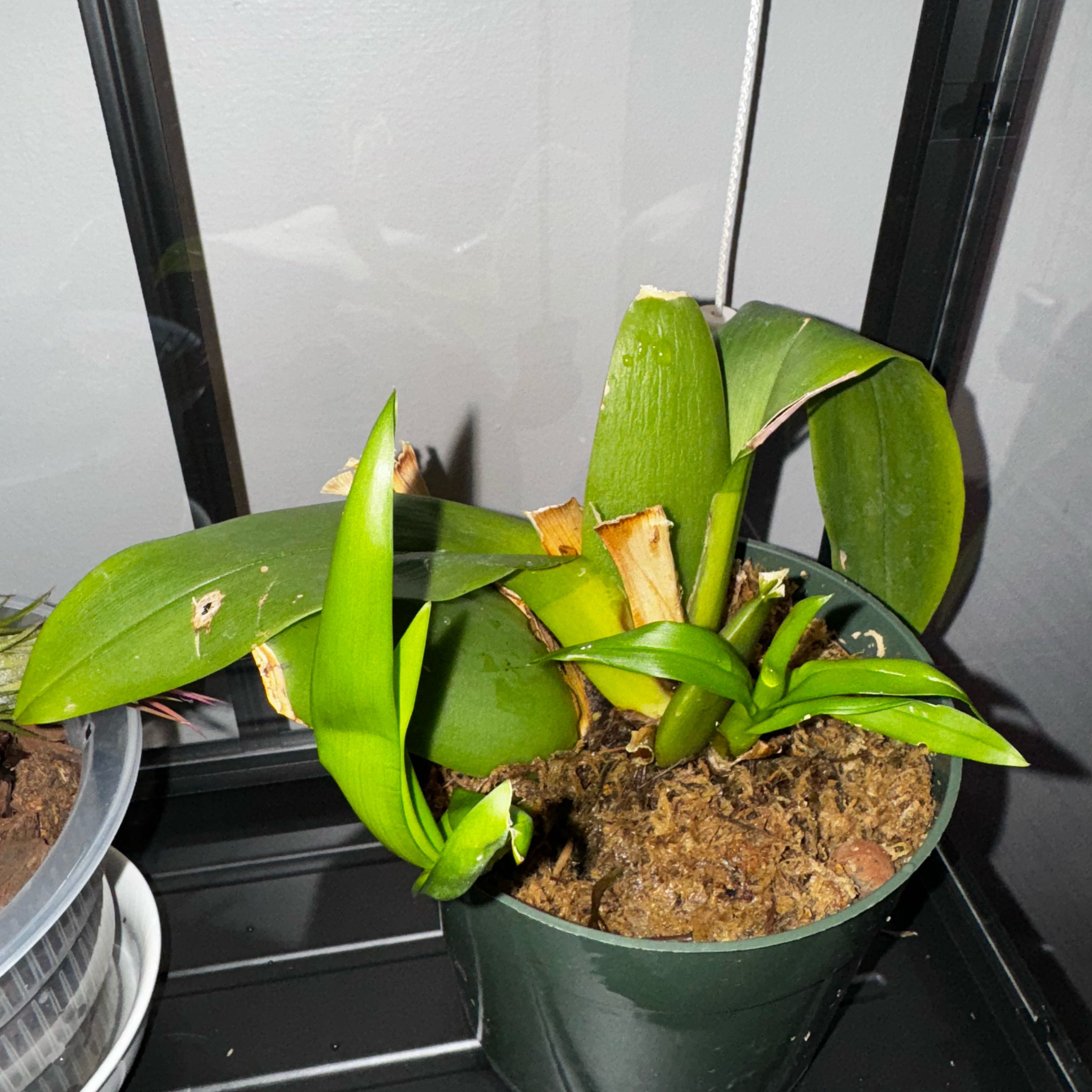 Photo of the plant species Hilo Sparkle Orchid by @OodlesFreesia named Tree Diddy on Greg, the plant care app