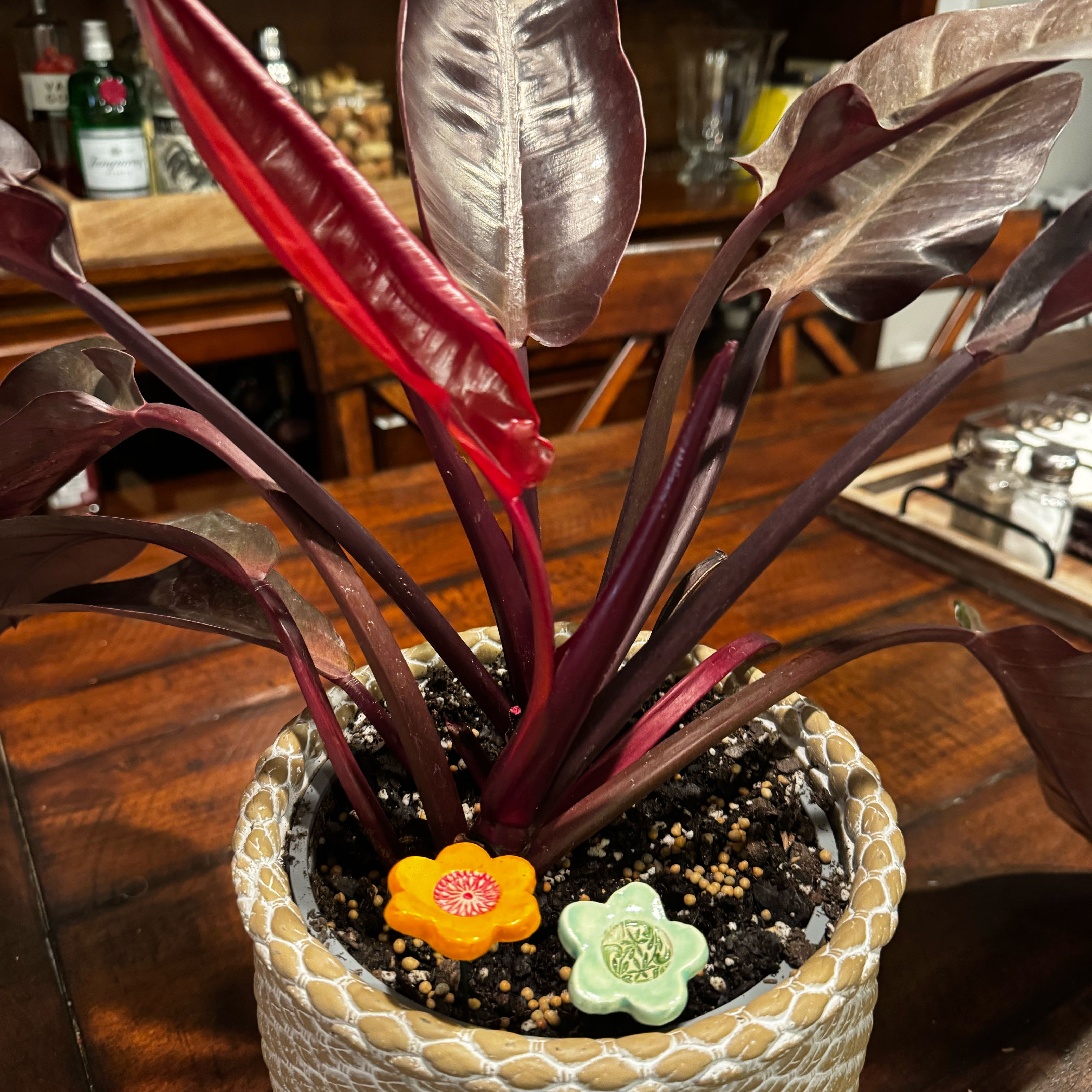Photo of the plant species Kathleen philodendron by @OodlesFreesia named Kathy on Greg, the plant care app