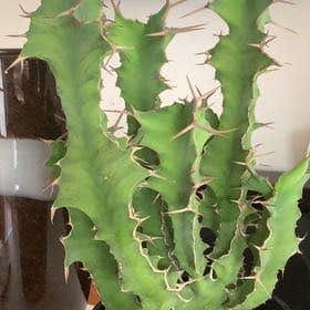 Photo of the plant species Euphorbia tortirama by @Cactus_Cute named Gus the Cac-Tus on Greg, the plant care app