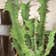 Calculate water needs of Euphorbia tortirama