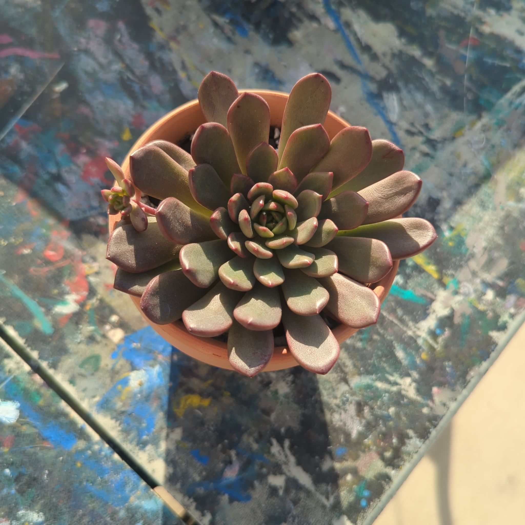 Photo of the plant species Pink Ruby Echeveria by @GreenThumbSC named Aria on Greg, the plant care app