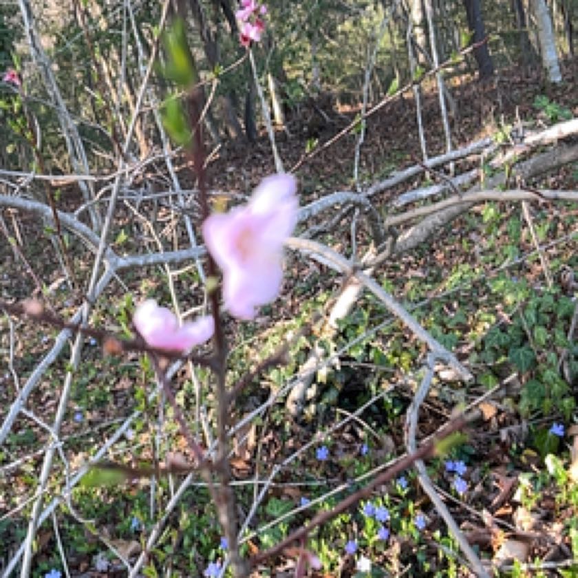 Photo of the plant species Pinepink by @CosmicAssamtea named Terra on Greg, the plant care app