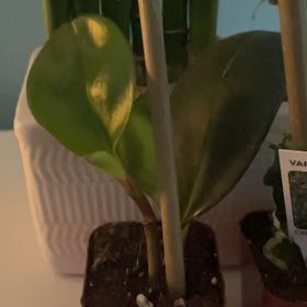 Photo of the plant species Pixie by @SunnyIndianplum named Peperomia Pixie on Greg, the plant care app
