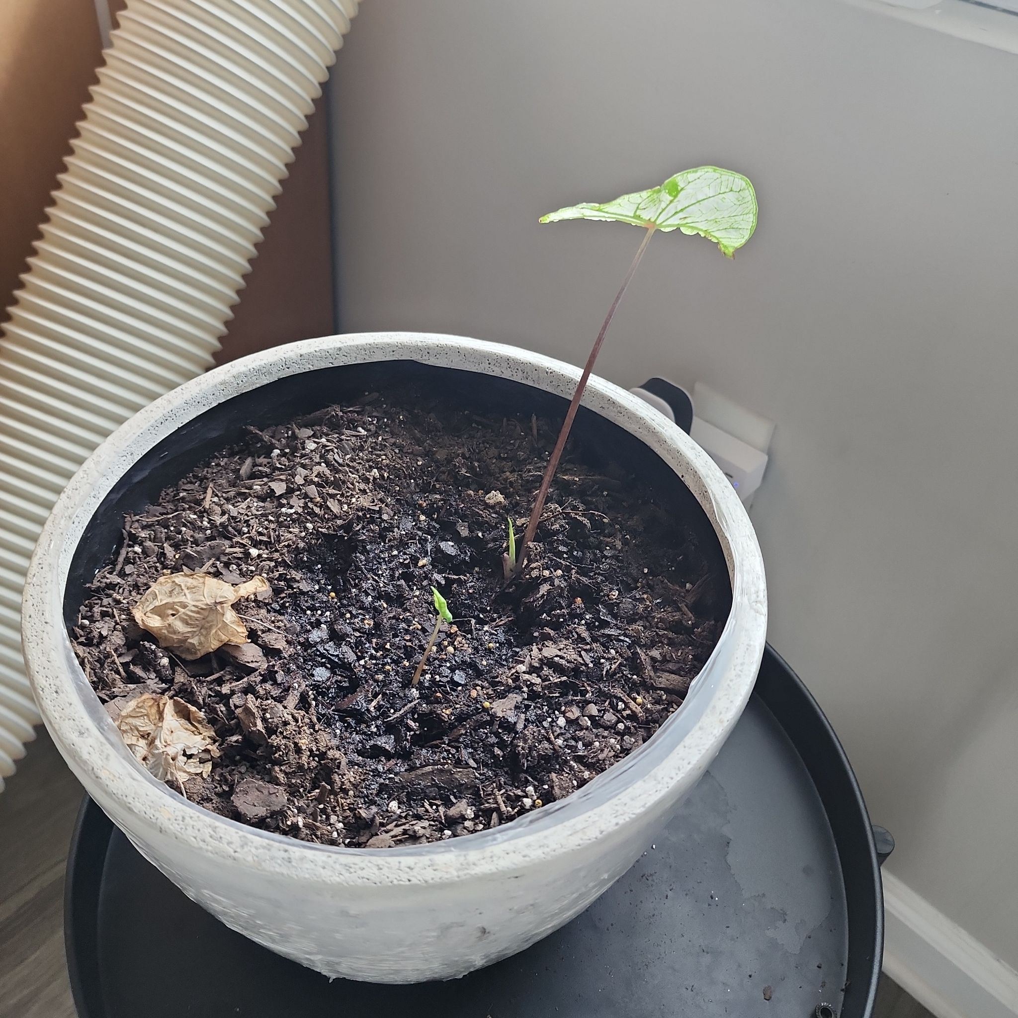 Photo of the plant species White Christmas Angel Wings by @MightilyPawpaw named Delilah on Greg, the plant care app