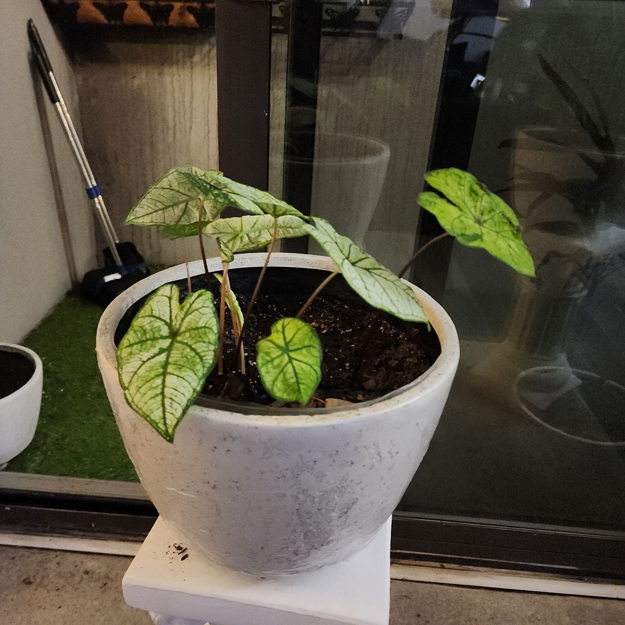Photo of the plant species White Christmas Angel Wings by @MightilyPawpaw named Delilah on Greg, the plant care app