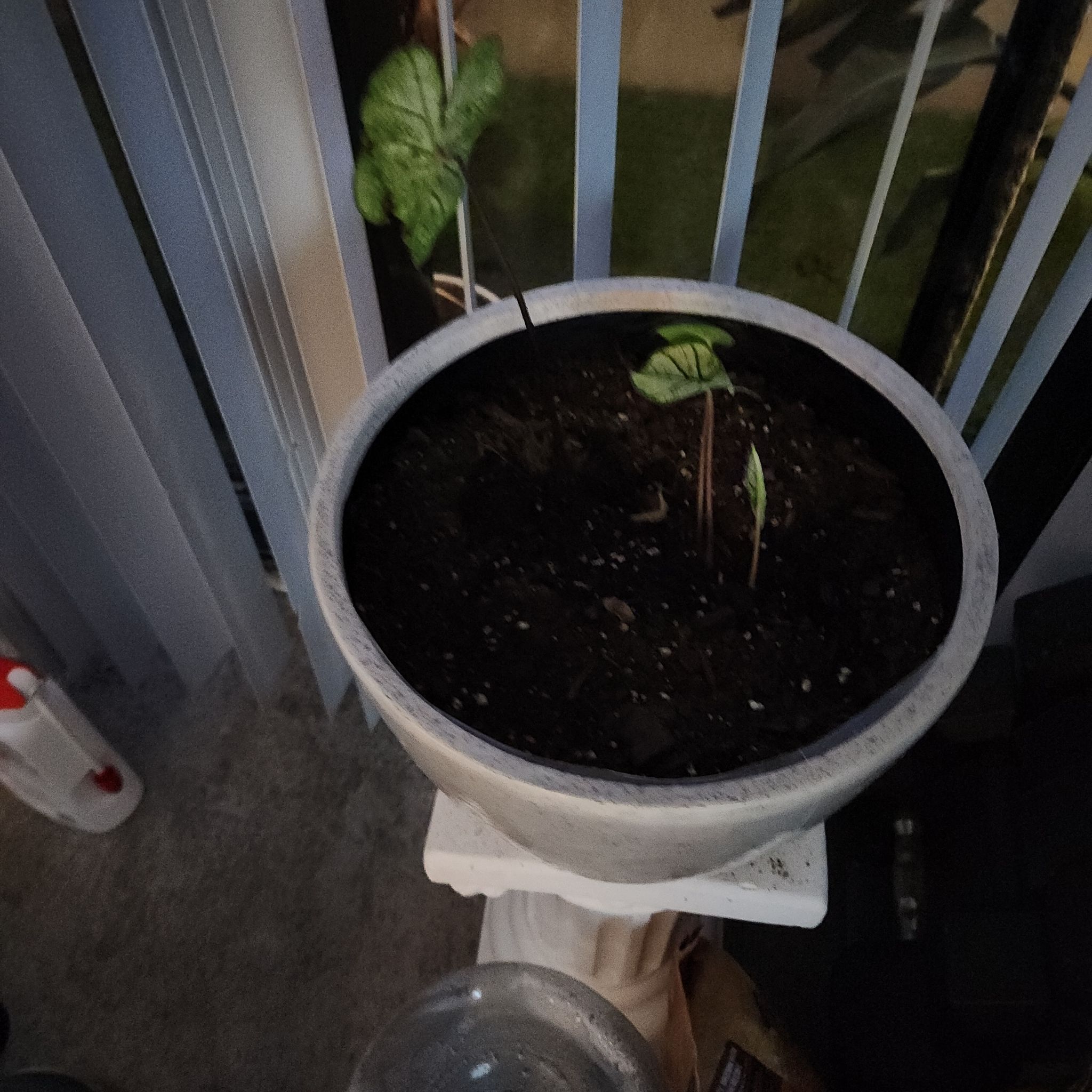 Photo of the plant species White Christmas Angel Wings by @MightilyPawpaw named Delilah on Greg, the plant care app