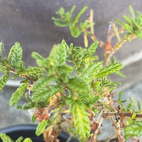 Photo of the plant species Wartleaf Ceanothus by @NiceCheesebush named Khaleesi on Greg, the plant care app