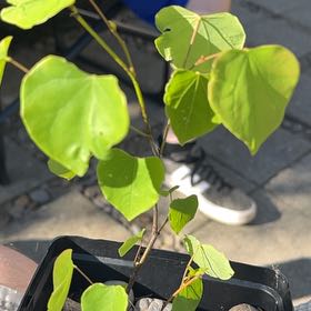 Photo of the plant species Eastern Redbud by @NiceCheesebush named Gomez on Greg, the plant care app
