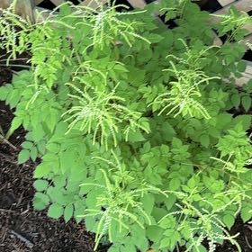 Photo of the plant species Buck's-Beard by @TemperateBlinks named Sahara on Greg, the plant care app