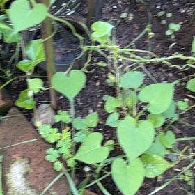 Photo of the plant species Red Morning Glory by @TemperateBlinks named Austen on Greg, the plant care app