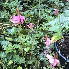 Photo of the plant species Pink Gaura by @TemperateBlinks named Naomi on Greg, the plant care app