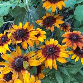 Photo of the plant species Blackeyed Susan by @TemperateBlinks named Kobe on Greg, the plant care app