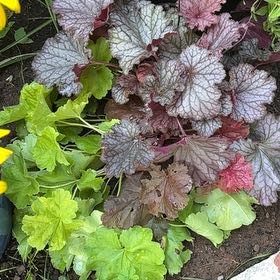 Photo of the plant species Coral Bells by @TemperateBlinks named Sage on Greg, the plant care app