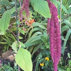 Photo of the plant species Love-Lies-Bleeding by @TemperateBlinks named Sherlock on Greg, the plant care app