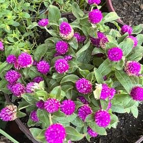 Photo of the plant species Globe Amaranth by @TemperateBlinks named Sanders on Greg, the plant care app