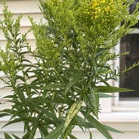 Photo of the plant species Rough Canada Goldenrod by @TemperateBlinks named Captain Plant-it on Greg, the plant care app