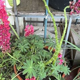 Photo of the plant species Big-Leaved Lupine by @TemperateBlinks named Diana on Greg, the plant care app