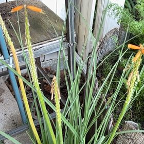 Photo of the plant species Red Hot Poker by @TemperateBlinks named Forrest on Greg, the plant care app