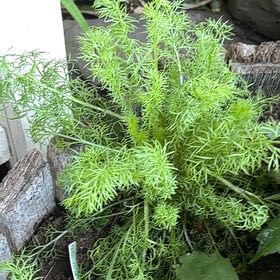 Photo of the plant species Chamomile by @TemperateBlinks named Cleopatra on Greg, the plant care app