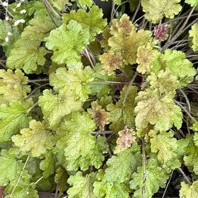Photo of the plant species Coral Bells by @TemperateBlinks named Keanu Leaves on Greg, the plant care app