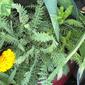 Photo of the plant species Boreal Yarrow by @TemperateBlinks named Denali on Greg, the plant care app