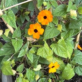 Photo of the plant species Blackeyed Susan Vine by @TemperateBlinks named Beckham on Greg, the plant care app