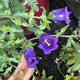Photo of the plant species Canterbury Bells by @TemperateBlinks named Daphne on Greg, the plant care app
