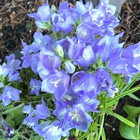 Photo of the plant species Peach-Leaved Bellflower by @TemperateBlinks named Shakira on Greg, the plant care app