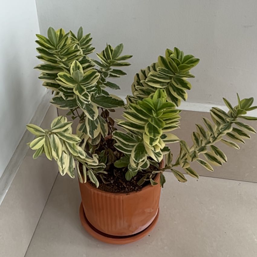 Photo of the plant species Veronica franciscana by @CentralVetiver named Darwin on Greg, the plant care app