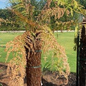 Photo of the plant species Australian Tree-Fern by @CleanApplemint named Elle on Greg, the plant care app