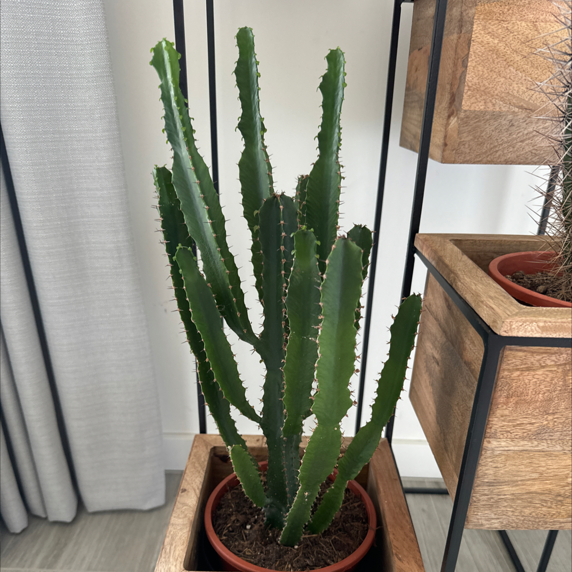 Photo of the plant species Tree Euphorbia by @PricklyDave named Bella on Greg, the plant care app