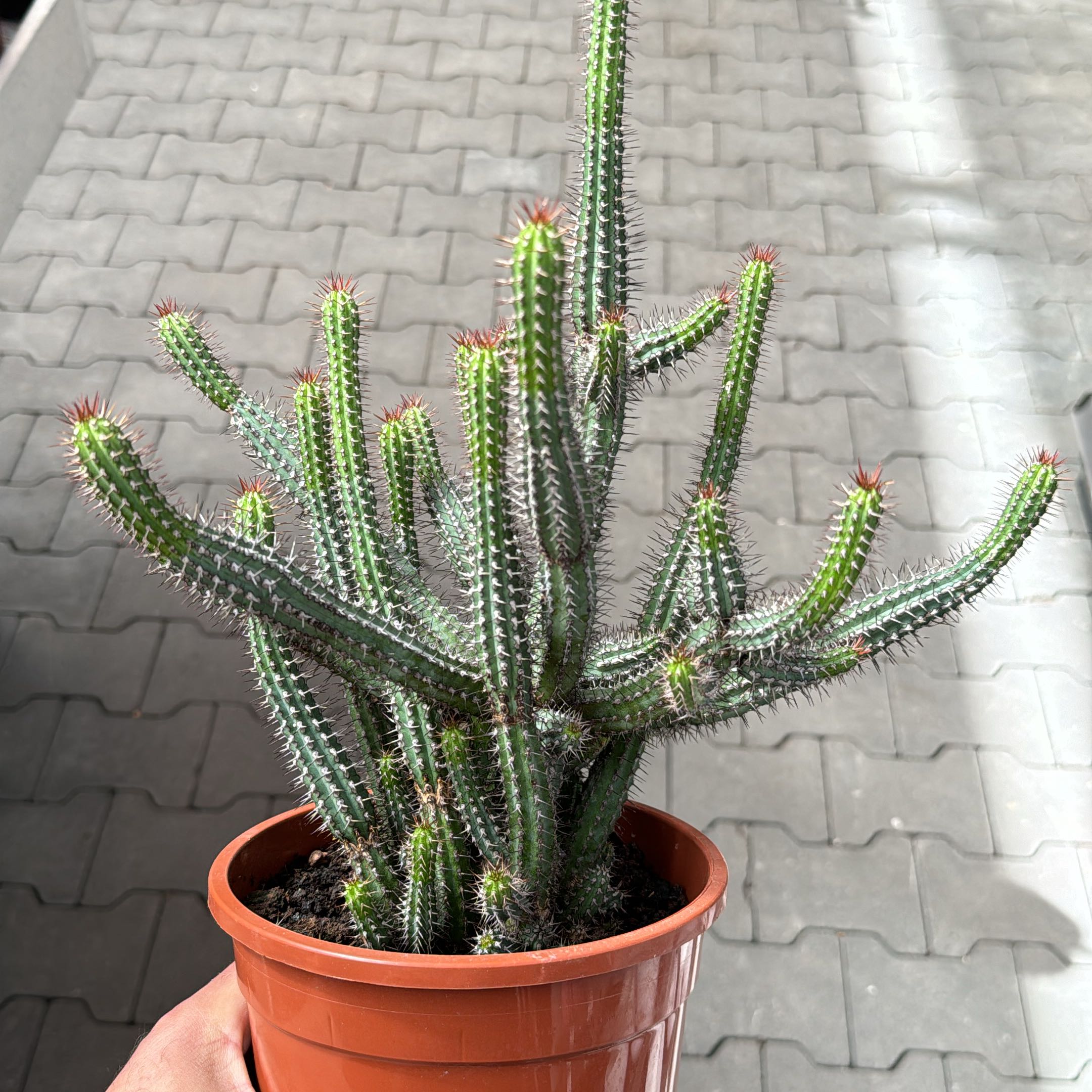 Photo of the plant species Euphorbia baioensis by @PricklyDave named Einstein on Greg, the plant care app