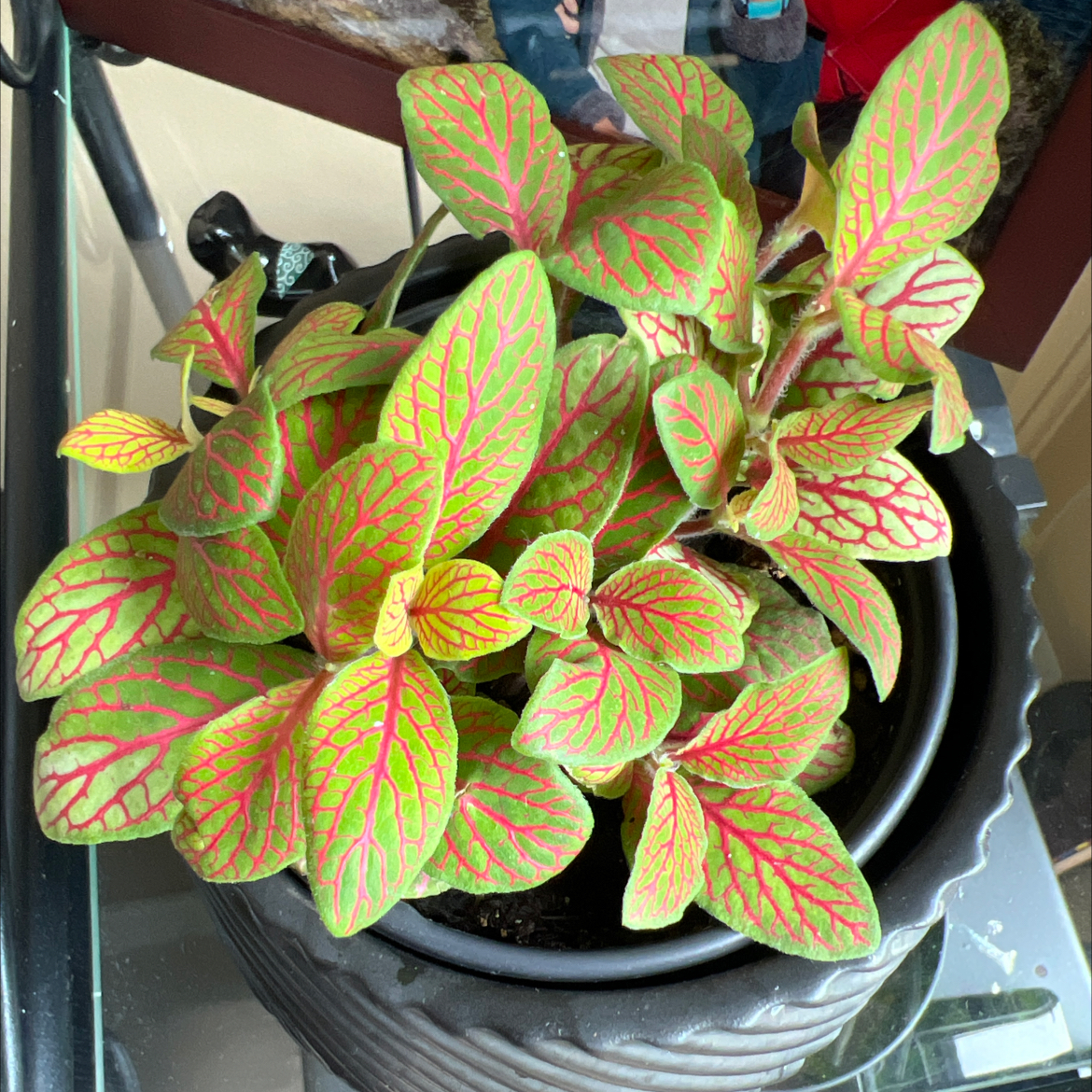 Photo of the plant species Nerve Plant by @Charlymonti named Terra on Greg, the plant care app