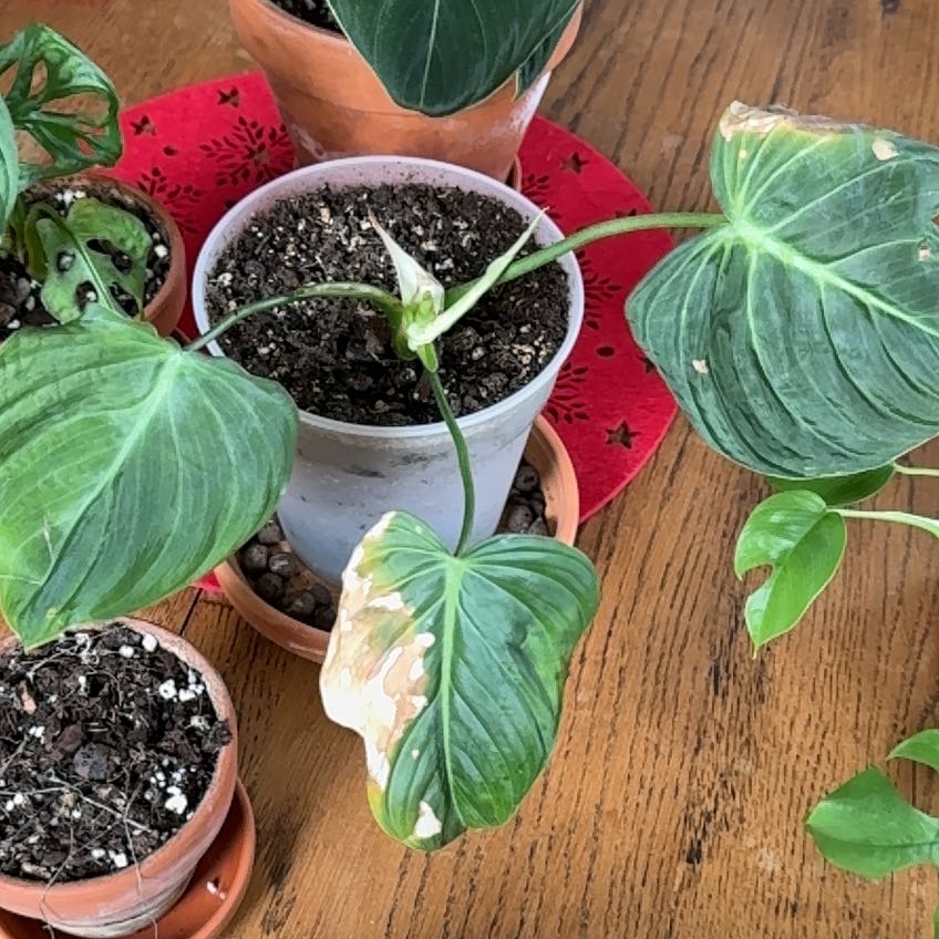 Philodendron 'Glorius' plant with some browning leaves, potted with visible soil.