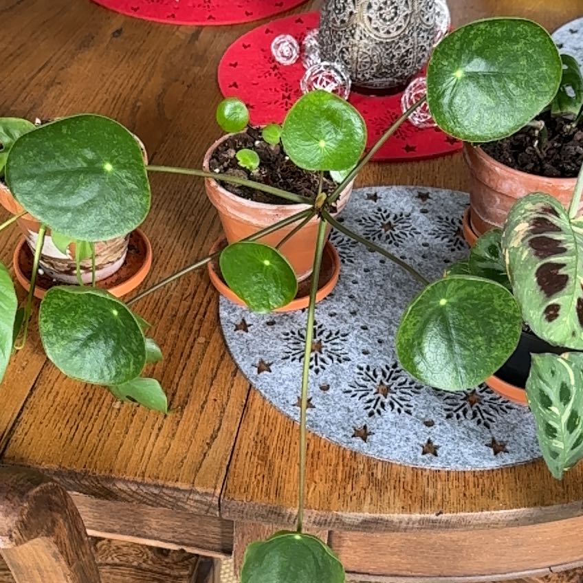 Photo of the plant species Pilea Sugar by @SoaringKawakawa named Einstein on Greg, the plant care app
