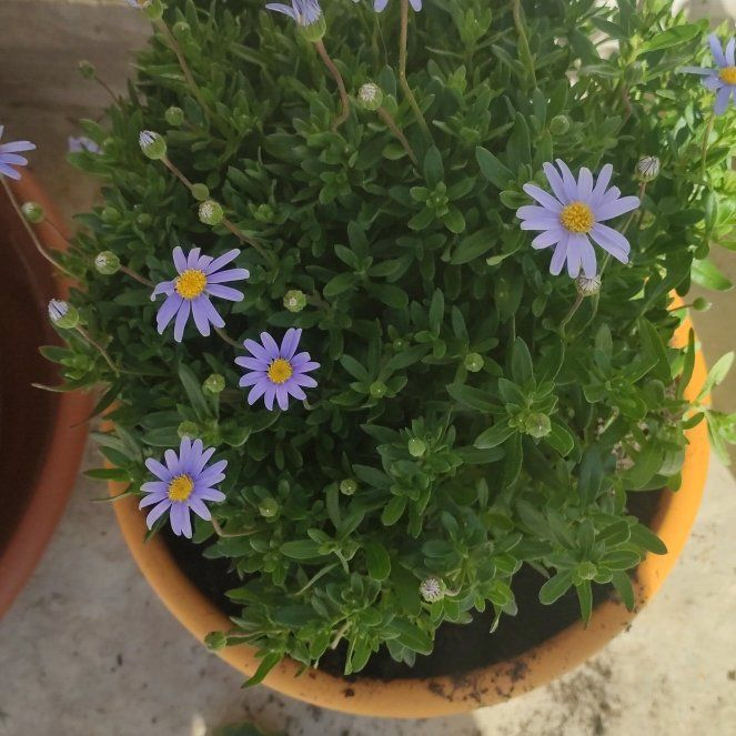 Photo of the plant species blue daisy bush by @StoutBloodleaf named Marley on Greg, the plant care app