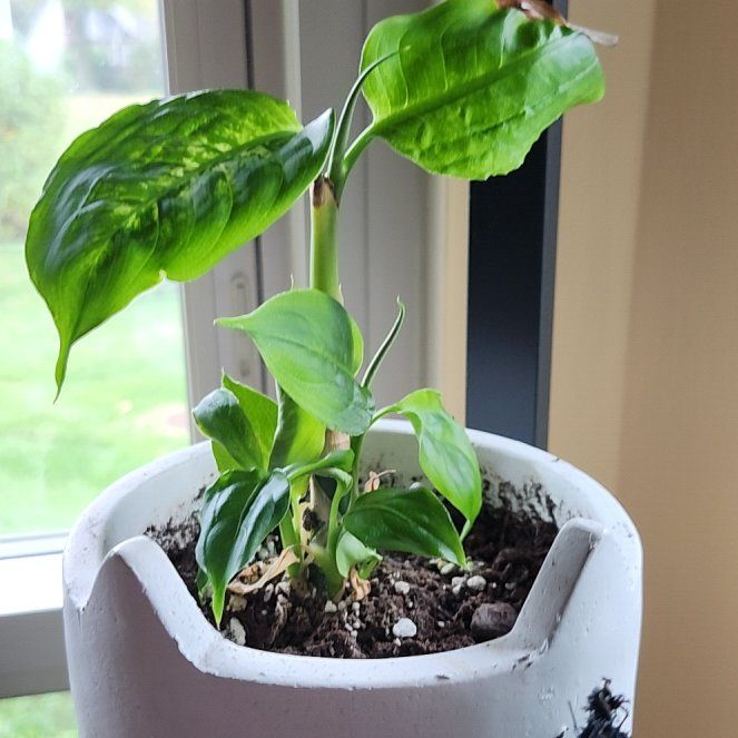 Photo of the plant species Dieffenbachia 'Cool Beauty' by @LustrousChisme named Muhammad Ali on Greg, the plant care app